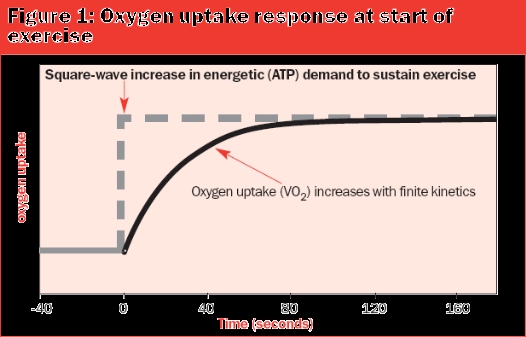 oxygen uptake response at start of exercise