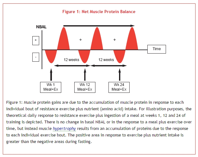 net muscle protein balance
