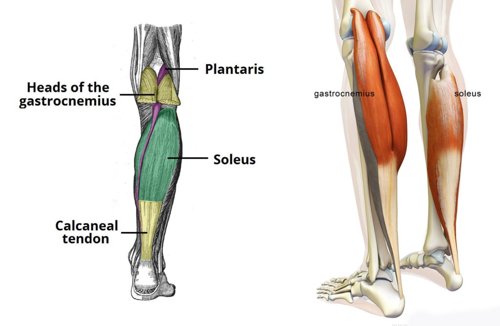 Sports Performance Bulletin - Muscles and tendons - Calf strain