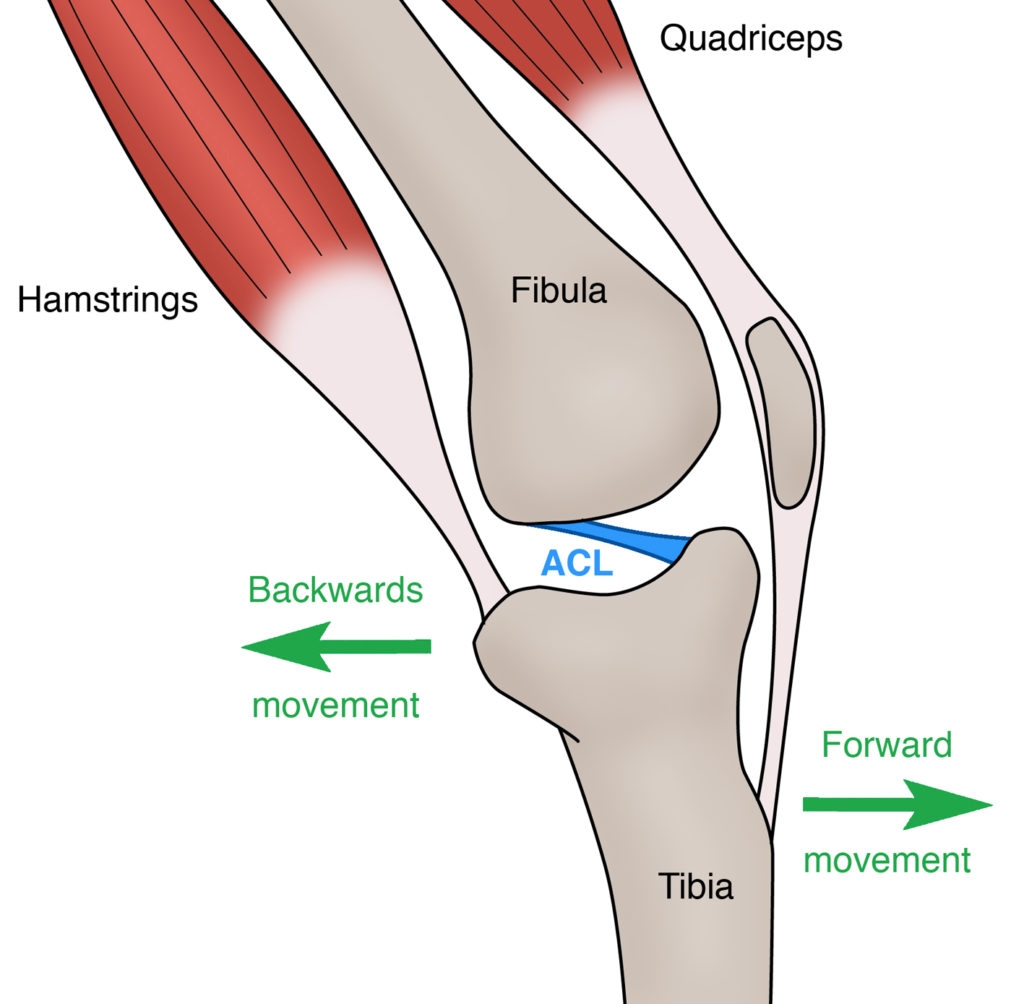 Weak hamstrings strong quads deals