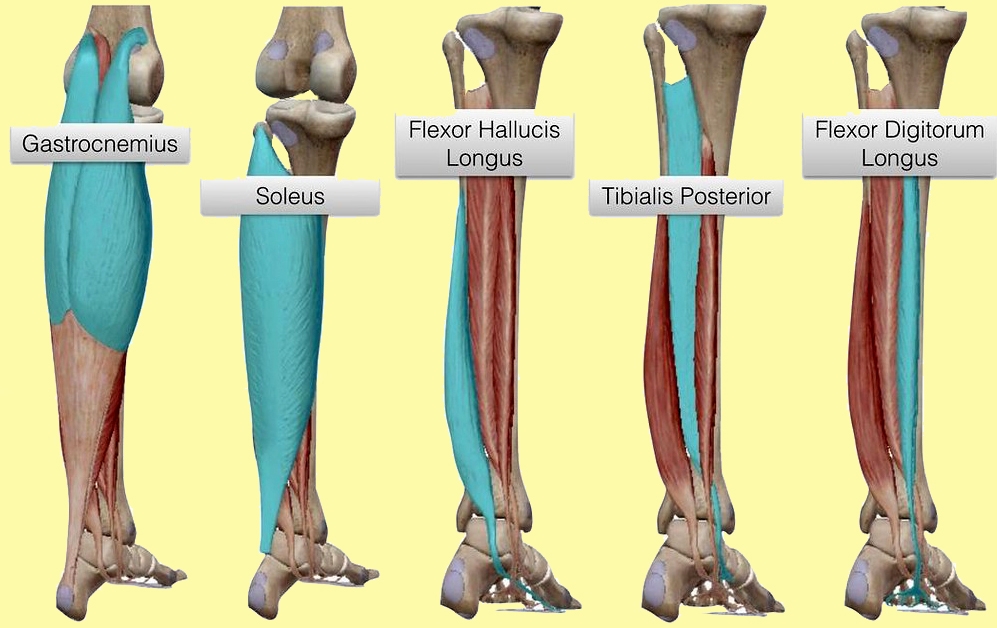 Sports Performance Bulletin Muscles and tendons Soccer performance